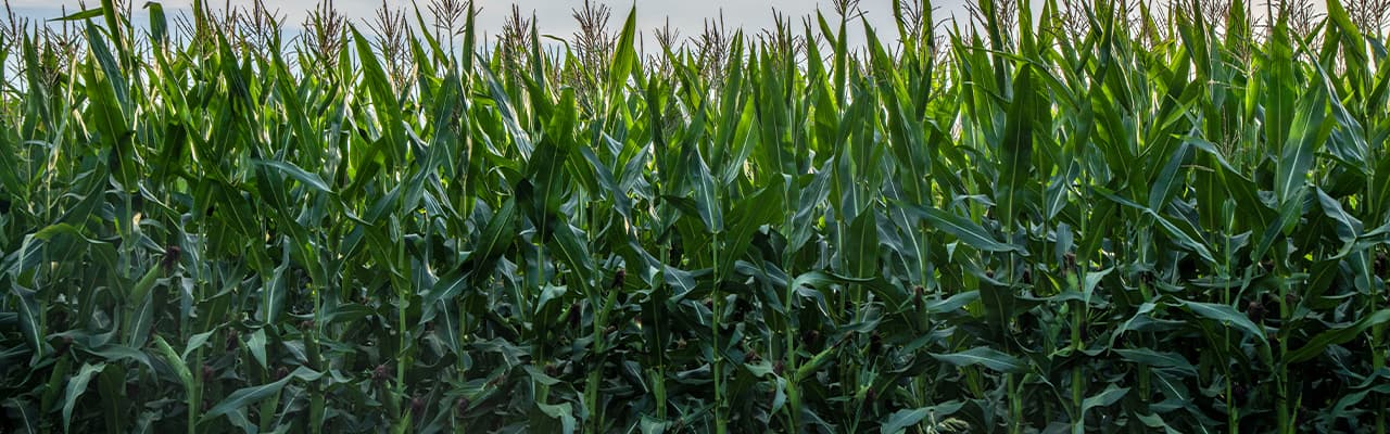 Large corn field shown during sunrise